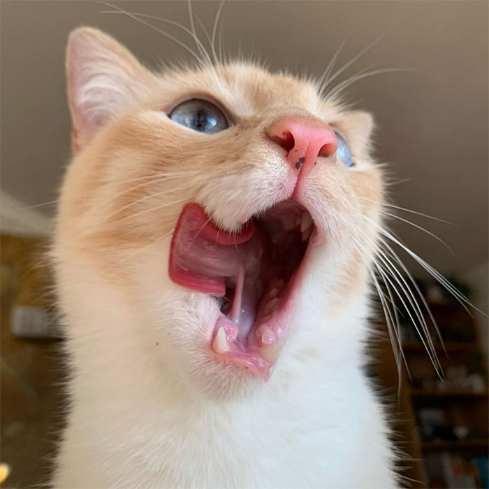 Cat Obsessed With Bananas Is Going Viral For How Inappropriate His Pics